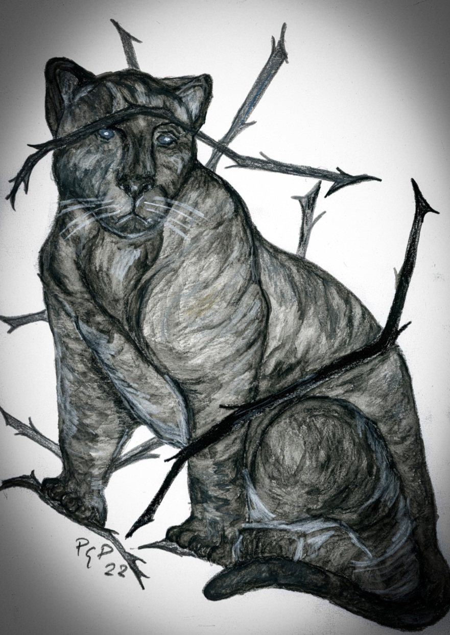 Panter i törne — kol och krita